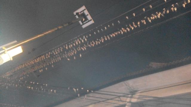 Hasil gambar untuk potret burung bertengger diatas kabel sore hari