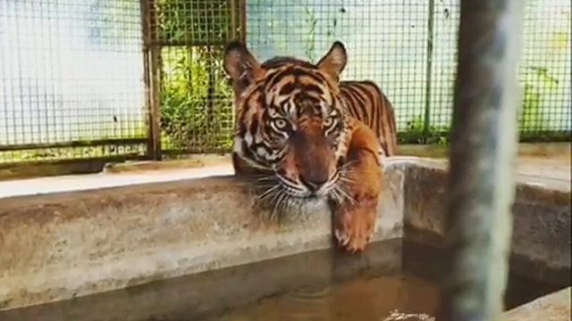 Unduh 9500 Gambar Harimau Bintang Paling Bagus Gratis