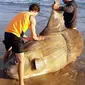 Seekor ikan matahari (Mola mola) berukuran raksasa yang ditemukan mati terdampar di bibir sungai Murray, Australia Selatan pada 16 Maret 2019. Meski ukurannya besar, ikan ini tidak berbahaya bagi manusia. (Handout/Courtesy of Linette Grzelak/AFP)