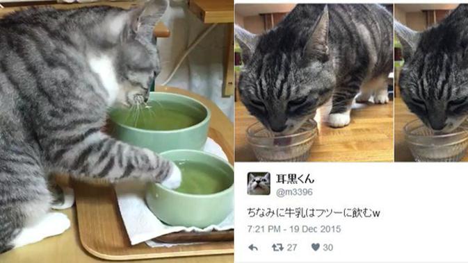Memandikan Cara Kucing Biasa
