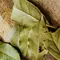 Manfaat daun salam untuk menjaga kesehatan (pexels/karolina grabowska)