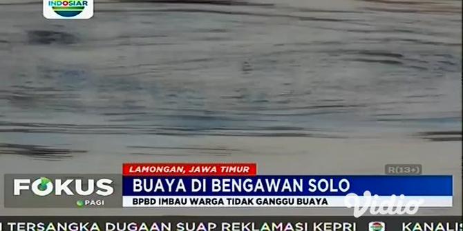 VIDEO: Kemunculan Buaya di Sungai Bengawan Solo Tak Ganggu Warga Desa Konang Lamongan