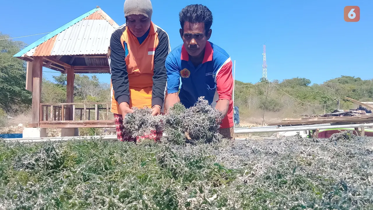 Budidaya Rumput laut
