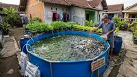 12 Strategi Menambah Populasi Lele Tanpa Memperbesar Ukuran Kolam di Rumah
