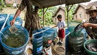 5 Ikan Air Tawar yang Bisa Dipelihara di Galon dari Kecil hingga Panen, Ini Tantangannya