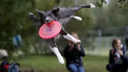 Aksi anjing menangkap frisbee dalam kompetisi frisbee anjing di Moskow, Minggu (13/9). Anjing dan pemiliknya ambil bagian dalam berbagai kategori jarak dan tes akurasi pada kompetisi untuk menilai keterampilan frisbee mereka. (REUTERS/Sergei Karpukhi)