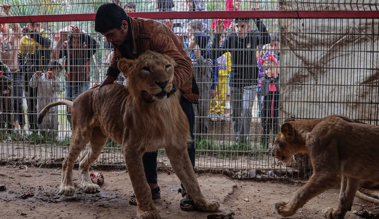 Singa terlihat di kandangnya di kebun binatang di Rafah, Jalur Gaza Selatan, pada 2 Januari 2024. (Foto: AFP)