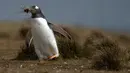 Penguin Gentoo terlihat di Volunteer Point, Kepulauan Falkland (Malvinas), Stanley, Inggris, 6 Oktober 2019. Di wilayah Inggris di Samudra Atlantik Selatan tersebut terdapat penguin jenis King, Rockhopper, Gentoo, Magellanic, dan Macaroni. (Pablo PORCIUNCULA BRUNE/AFP)