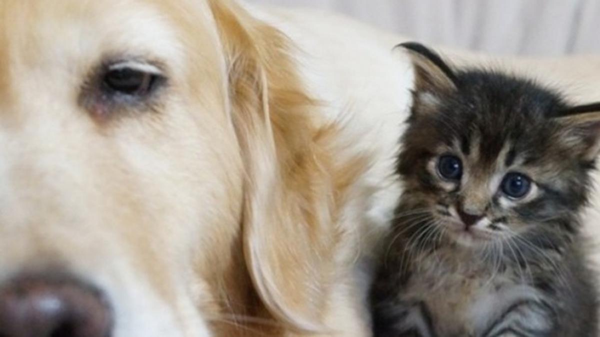 Ponzu, Si Anjing Lucu Penyayang Kucing