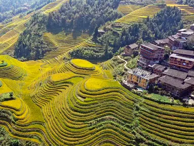 Foto dari udara yang diabadikan pada 12 Oktober 2020 ini menunjukkan pemandangan sawah terasering Longji di Wilayah Longsheng, Daerah Otonom Etnis Zhuang Guangxi, China selatan. (Xinhua/Wu Shengbin)