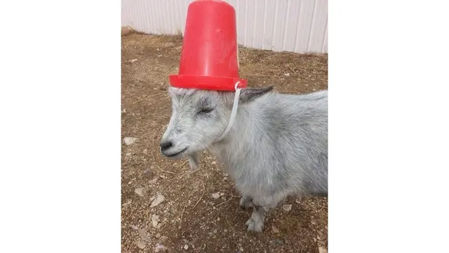 6 Potret Aksesoris Untuk Tanduk Kambing Ini Unik Banget