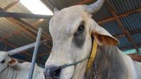 Presiden Joko Widodo menyumbang satu ekor sapi berbobot 1 ton untuk hewan kurban Idul Adha 1443 Hijriah 2022 di Desa Pombewe, Kabupaten Sigi. (Liputan6.com/ Istimewa/&nbsp;Dinas Perkebunan dan Peternakan Sulteng)