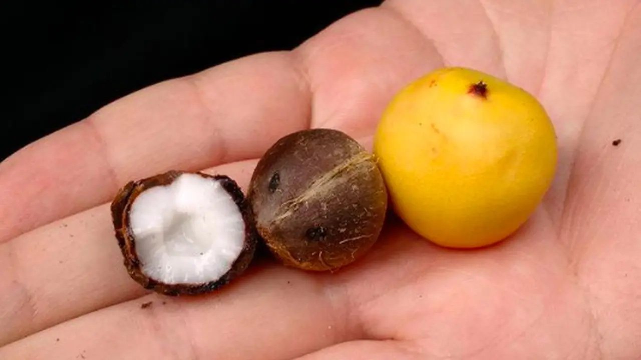 Buah coquitos ((Sumber: Instagram/@victor.tapia.o)