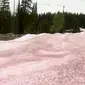 Fenomena salju semangka di Utah menarik perhatian para pengunjung. (Tangkapan layar YouTube ABC4 Utah)