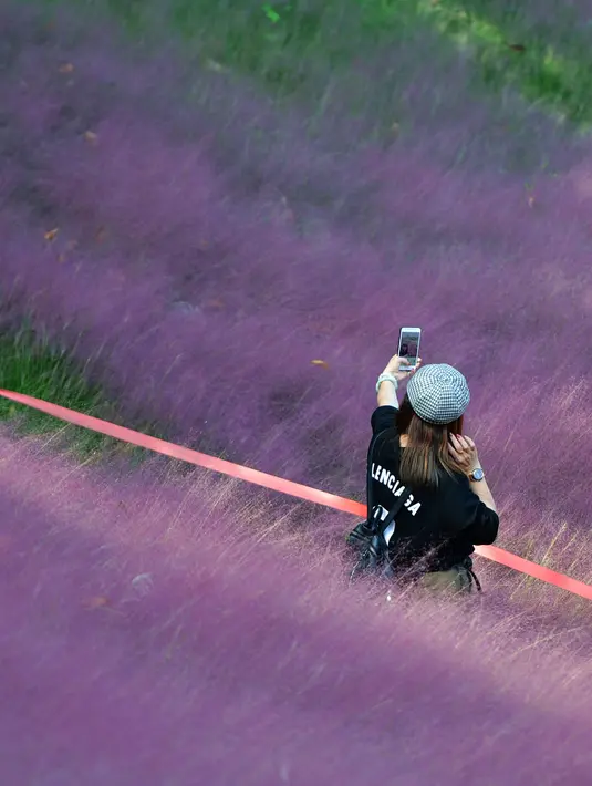 Seorang wisatawan berswafoto di tengah hamparan rumput muhly berwarna pink di Taman Niugangshan di Fuzhou, Provinsi Fujian, China tenggara, pada 11 Oktober 2020. (Xinhua/Wei Peiquan)