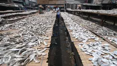 Sejumlah nelayan menjemur ikan di Muara Angke, Jakarta, Selasa (17/1). Kamar Dagang dan Industri (Kadin) Indonesia menginginkan perbankan bisa memperbesar fasilitas pembiayaan untuk investasi sektor kelautan di Indonesia. (Liputan6.com/Angga Yuniar)