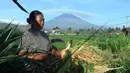 Warga saat bekerja di sebuah kebun dengan latar Gunung Agung di sekitar Amed, Kab Karangasem, Bali, Selasa, (26/9). Lebih dari 57.000 orang telah mengungsi pasca peningkatan status Gunung Agung di Bali. (AP Photo / Firdia Lisnawati)