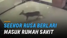 Seekor rusa berlari masuk rumah sakit tertangkap kamera CCTV. Kejadian itu terjadi di Pusat Medis Regional Our Lady of The Lake, Louisiana, Amerika Serikat.