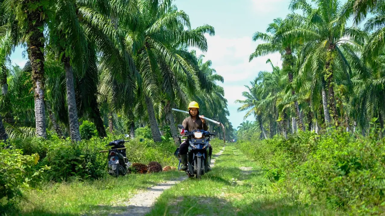 Petani sawit