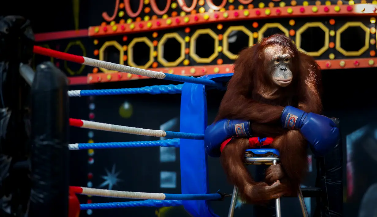 Seekor Orangutan mengenakan sarung tinju dan celana Muay Thai sebelum bermain kickboxing di Safari World di Minburi, Bangkok, Thailand, (13/9/2015). (EPA/Diego Azubel)
