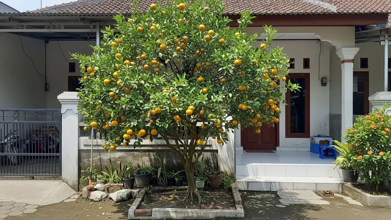 Ide Pohon Kecil yang Rimbun Tapi Akar Tetap Aman untuk Rumah Model Pohon Jeruk