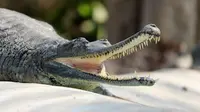 5 Animals from Prehistoric Times That Are Still Alive