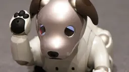 Robot anjing keluaran Sony yang bernama Aibo bermain saat konfrensi pers di Tokyo, Jepang (1/11). Aibo memiliki perilaku yang dapat beradaptasi dengan lingkungan sekitar, ia juga dapat mencari si pemilik. (AFP Photo/Kazuhiro Nogi)