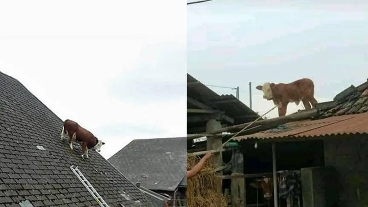6 Potret Sapi Kabur Naik Atap Rumah Ini Bikin Bingung Warga