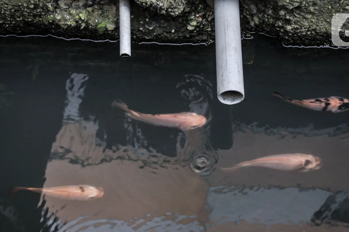 Warga Koja Sulap Selokan Jadi Kolam Ikan