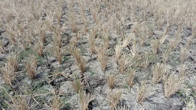 Sawah kering