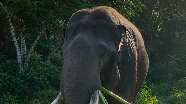 Gajah Indro Mati di TN Tesso Nilo, Tim Flying Squad Tersisa 5 Ekor