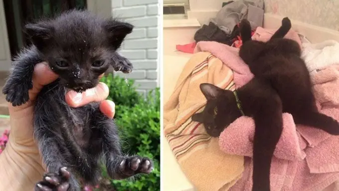 10 Potret Kucing Malang yang Berubah Jadi Menggemaskan