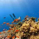 Penyelam Inggris Temukan Desa Abad Pertengahan yang Hilang di Bawah Laut