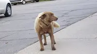 Bruno, Anjing yang Menjadi Sahabat Seluruh Warga Kota