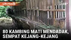 Geger! 80 Kambing di Ponorogo Mati Mendadak