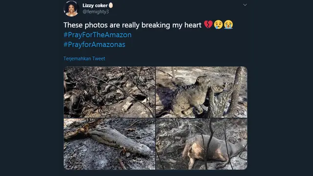 Pray For Amazon, Doa Warganet untuk Kebakaran Amazon
