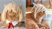 Potret kucing pakai topi bergaya rambut anime. (Sumber: Boredpanda / Instagram/rojiman/umatan)