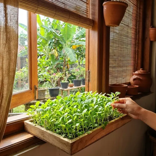 Microgreens Paling Gampang untuk Pemula