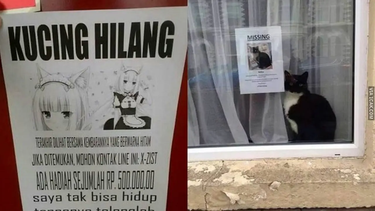 6 Pemberitahuan Kucing Hilang Ini Nyeleneh Banget, Curi Perhatian