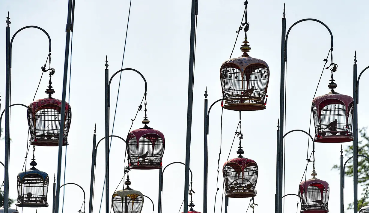 Ribuan burung beserta sangkarnya ditenggerkan di tengah lapangan luas. (Madaree TOHLALA/AFP)