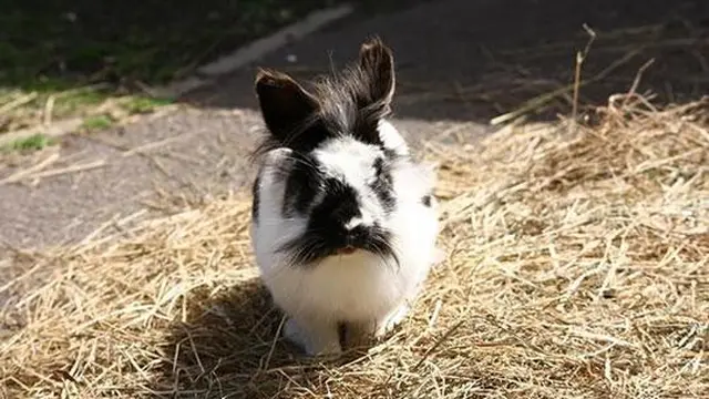 6 Potret Hewan Punya Kumis Tebal Ini Tampak Unik, Curi Perhatian
