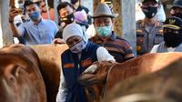 Khofifah mengecek persediaan sapi potong di Jatim. (Dian Kurniawan/Liputan6.com)