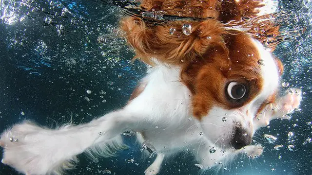 Potret Anak Anjing Lucu Belajar Berenang Mencuri Hati