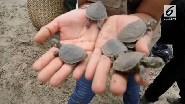 Ribuan bayi kura-kura dilepas di sungai dan danau di Peru. Kura-kura yang dilepas merupakan jenis kura-kura Taricaya.