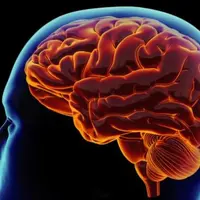 Ilustrasi Otak