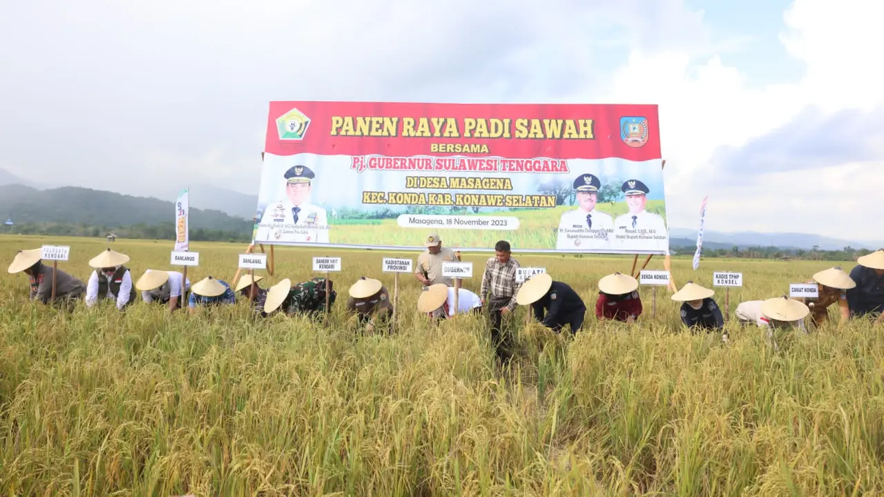 Panen raya di Konawe selatan, dilakukan di engah kondisi elnino.