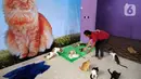 Bimbim bermain dengan kucing-kucing disabilitas di Rumah Blendy untuk Kucing Disabilitas di kawasan Sawangan, Depok, Jawa Barat, Kamis (15/12/2021). Ada sekitar 800 kucing disabilitas yang ditampung di sejumlah rumah penampungan milik pengelola, Bimbim. (merdeka.com/Arie Basuki)