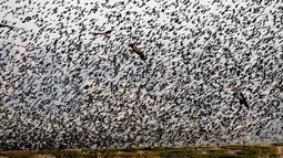 Burung layang-layang terbang melewati migrasi burung jalak eropa (Sturnus vulgaris) sebelum hinggap untuk beristirahat dan tidur, terlihat di Lembah Jordan, Tepi Barat, sepanjang perbatasan dengan Yordania pada 3 Februari 2019. (MENAHEM KAHANA / AFP)