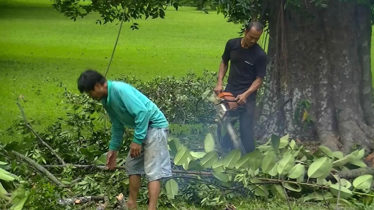 Larangan Tebang Pohon