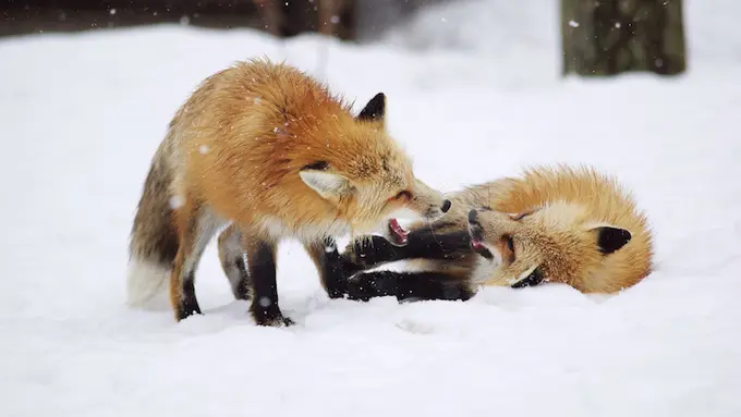 Menjelajah Desa Penuh Rubah di Zao Fox, Jepang